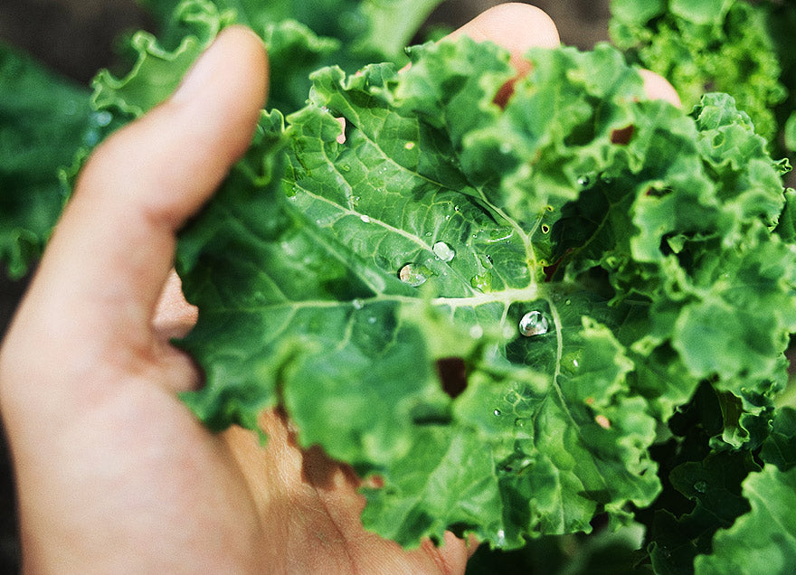 Amazing vegetables #4 Kale